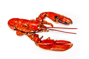 Cooked European lobster isolated on a white studio background.