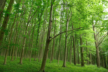 Slender trees in young forest green in summer