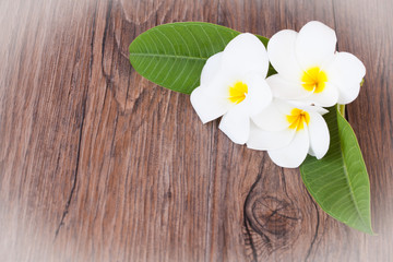 Obraz premium Flowers Plumeria on dark wood background