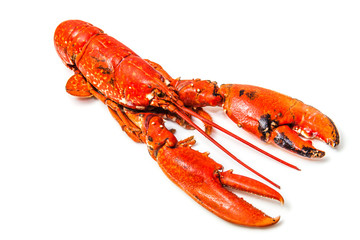 Cooked European lobster isolated on a white studio background.