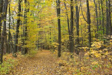 Trees in the autumn forest among  yellow leaves