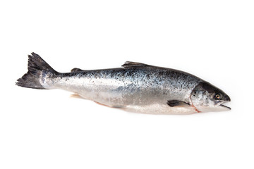 Atlantic Salmon (Salmo solar) whole fish.