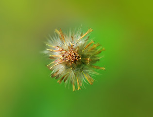 White dandelion flowers on soft background closeup.