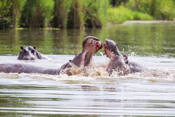 Fototapeta na wymiar Two huge male hippos fight in water for best territory