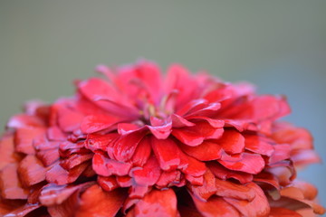 red flower background