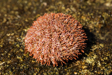 Naklejka na ściany i meble sea urchin