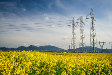 Colza field and powerline electricity