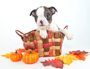 Fall Boston Puppy