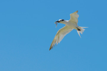 Sandwich Tern on Blue Background