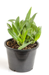 Murdannia loriformis (Hassk.)