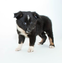 Australian Shepherd Puppy