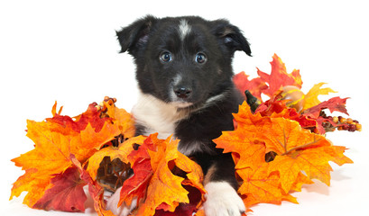Australian Shepherd Puppy