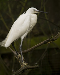 Great egret