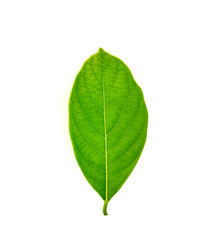 Green jackfruit leaf