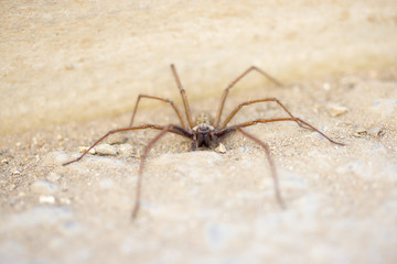 Hairy scary spider
