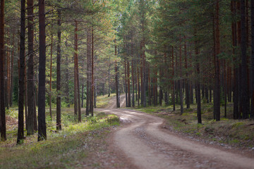 A rural road through a forest