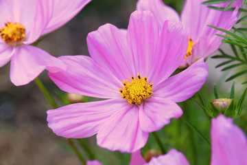 Obraz premium Cosmos Sonata Flowerfield pink flower field Cosmos bipinnatus
