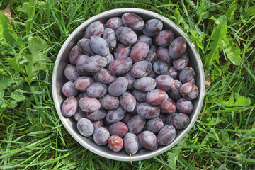 Zwetschke plums harvest.