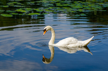 Graceful white swan swimming on water
