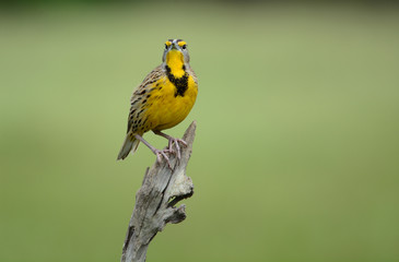 Eastern Meadowlark
