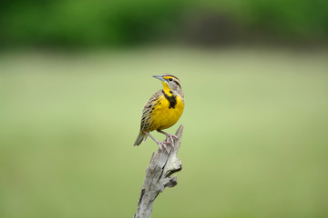 Eastern Meadowlark