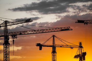 Cranes at dusk
