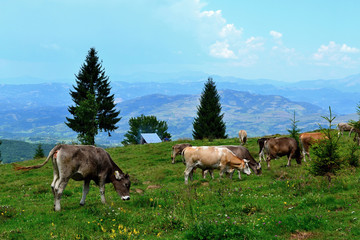 Rodna mountains in Romania - grazing cows on the mountain ridge