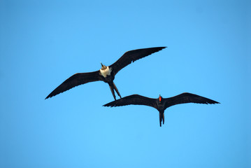 magnificent frigatebirds