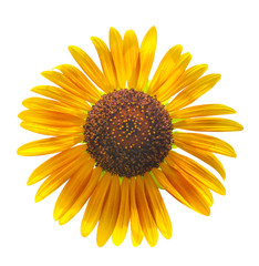 sun flower isolated on white background