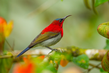 Crimson Sunbird (Aethopyga siparaja) catch on branch in nature