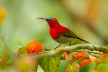 Close up of Crimson Sunbird (Aethopyga siparaja) in nature