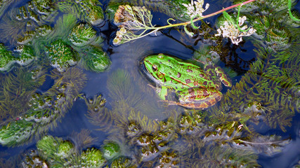 Grenouille verte dans un plan d'eau