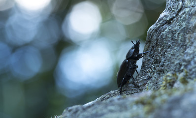 Female stag beetle, Lucanus cercvus in twilight