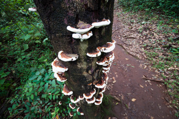 forest mushroom on the tree