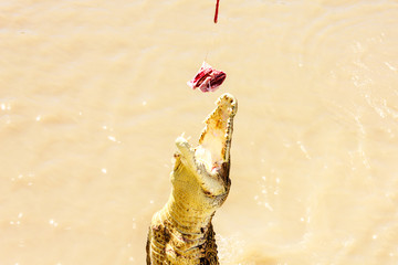 Crocodile jumping