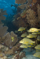 Tropical Reef Fish