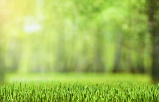natural green forest background with sun beams