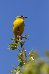 Wild bird sitting on a branch. Motacilla flava