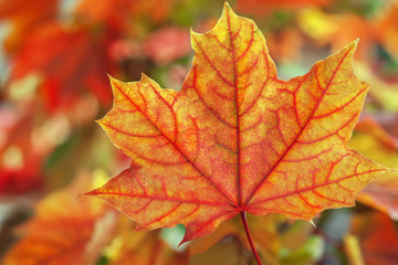 Naklejka na ściany i meble Maple leaves in autumn colours