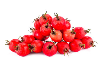 Crataegus aestivalis