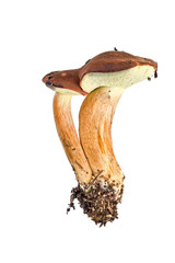 Mossiness mushroom or Xerocomus