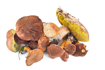 Small group of forest mushrooms