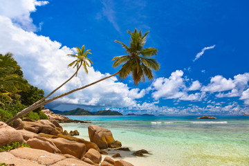Palms on tropical beach - Seychelles