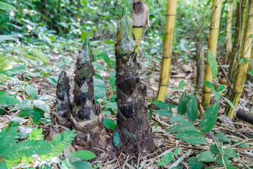 Bamboo shoot