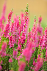 Heather flowers