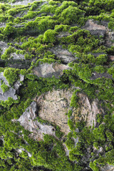 moss growing on a tree