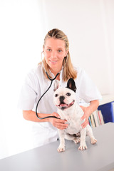 cheerful young veterinary taking care of a french bulldog