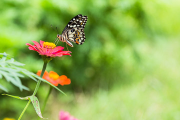 butterfly is sucking nectar from  flowers