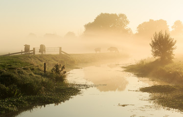 Foggy, Dutch landscape with cows on a dike.