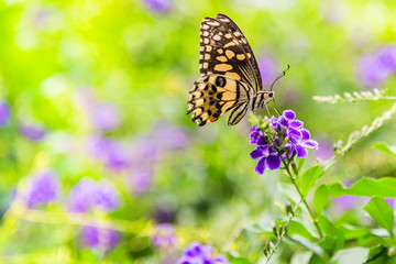 butterfly is sucking nectar from  flowers